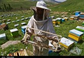 کندوهای درآمدزا برای مددجویان گلستانی؛ تولید 38 تن عسل