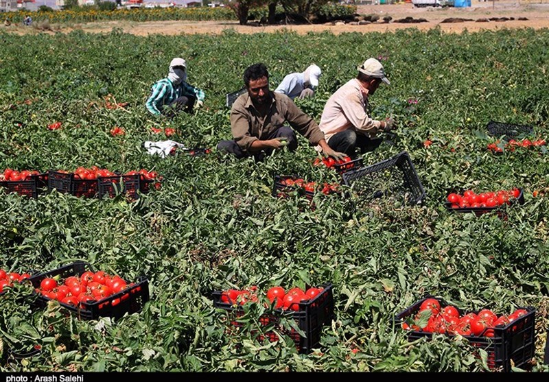 استانداری قزوین , کشاورزی , تولید ملی , اقتصاد مقاومتی , پرونده "کشاورزی، ناجی اقتصاد" , کمیسیون کشاورزی مجلس , اقتصاد قوی , 
