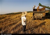 سیاست‌های بی‌پشتوانه در ‌کشاورزی ایران/ الگوی کشت شکست خورد/ سود کشاورزان آب رفت!