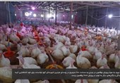 جوان آوجی، از 10 سال مبارزه با بیکاری تا پرورش 2000 بوقلمون