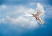 چله عزت| کبوتری که جای 100 شهید گمنام را نشان داد