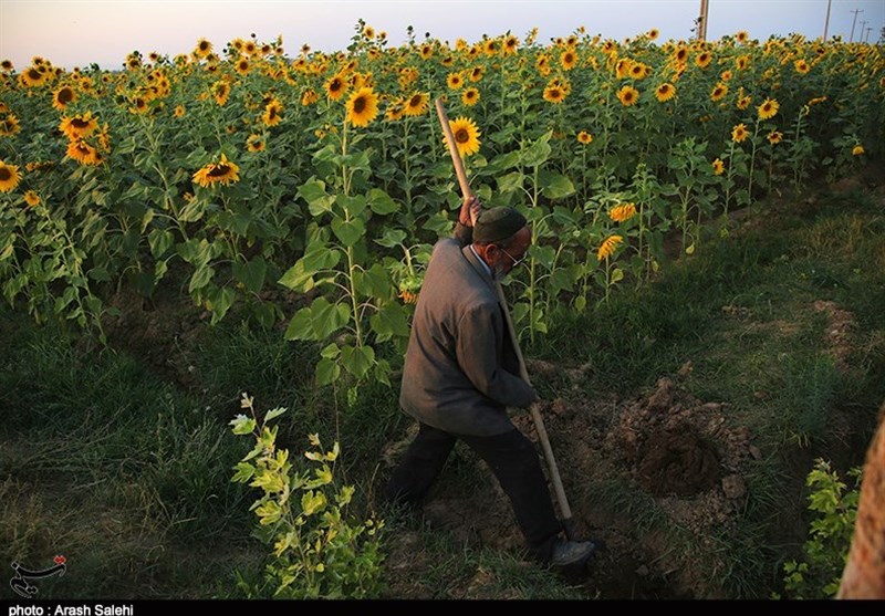 کشاورزی , استانداری قزوین , 