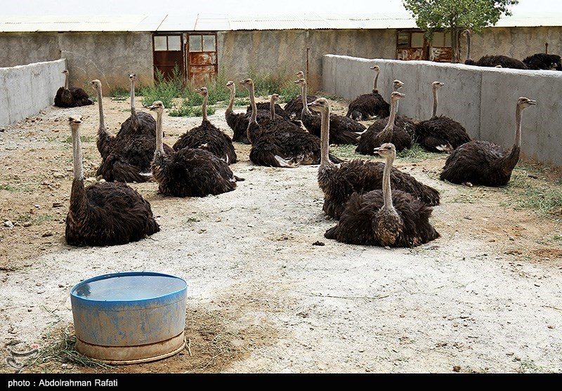 اخبار سیستان , نظام مسائل استان سیستان و بلوچستان ,