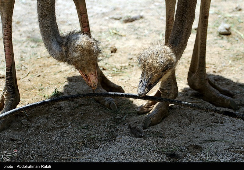 اخبار سیستان , نظام مسائل استان سیستان و بلوچستان ,