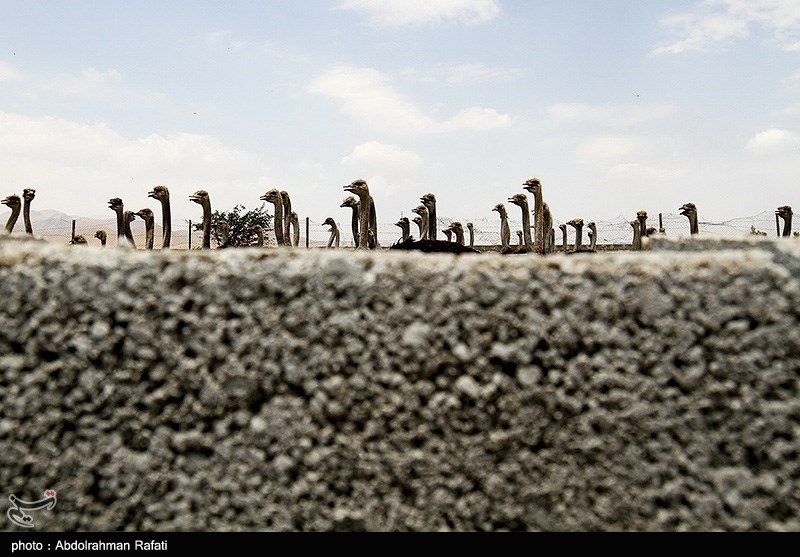 اخبار سیستان , نظام مسائل استان سیستان و بلوچستان ,
