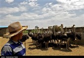 فرصت طلایی سرمایه‌گذاری در صنعت شترمرغ سیستان‌ و بلوچستان