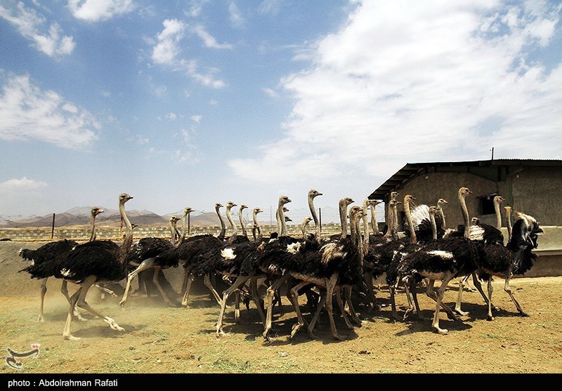 اخبار سیستان , نظام مسائل استان سیستان و بلوچستان ,