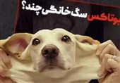 عمل زیبایی حیوانات در ایران تکذیب شد