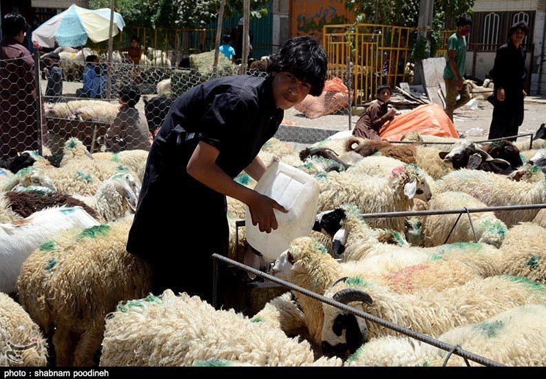 استان سیستان و بلوچستان , عید قربان ,