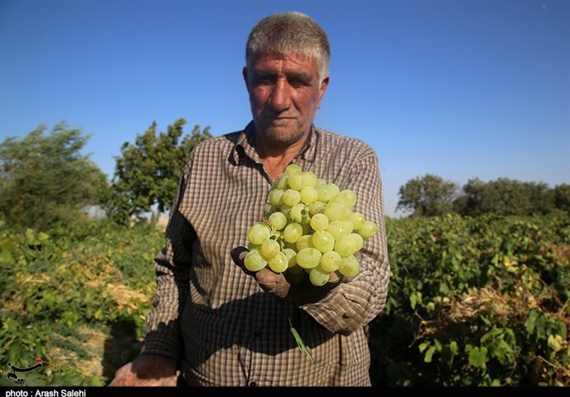 کشاورزی , تولید ملی , استانداری قزوین , 