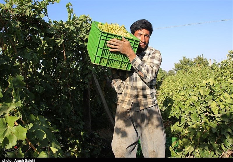 کشاورزی , تولید ملی , استانداری قزوین , 