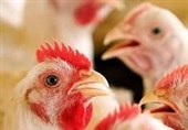 مرغ آرین مازاد مرغداران با قیمت مصوب خریداری می‌شود