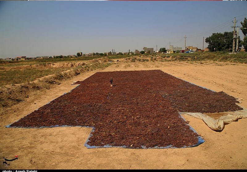 کشاورزی , استانداری قزوین , 