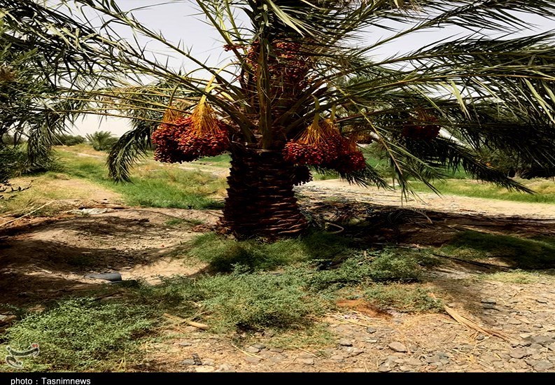واردات خرمای صهیونیستی , استان سیستان و بلوچستان , 