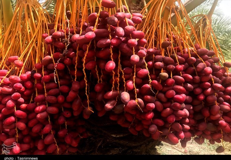 واردات خرمای صهیونیستی , استان سیستان و بلوچستان , 