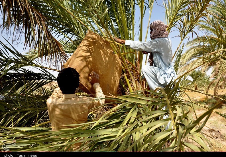 واردات خرمای صهیونیستی , استان سیستان و بلوچستان , 