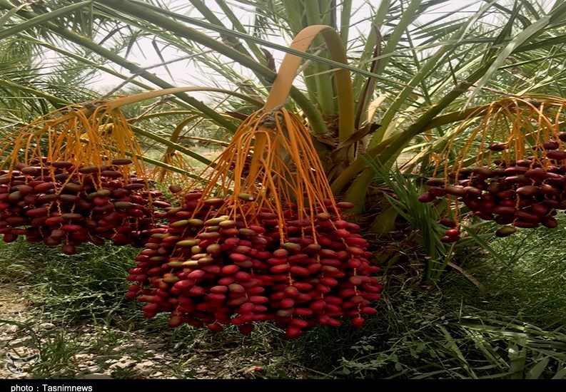 واردات خرمای صهیونیستی , استان سیستان و بلوچستان , 