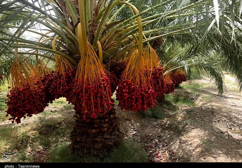 واردات خرمای صهیونیستی , استان سیستان و بلوچستان , 