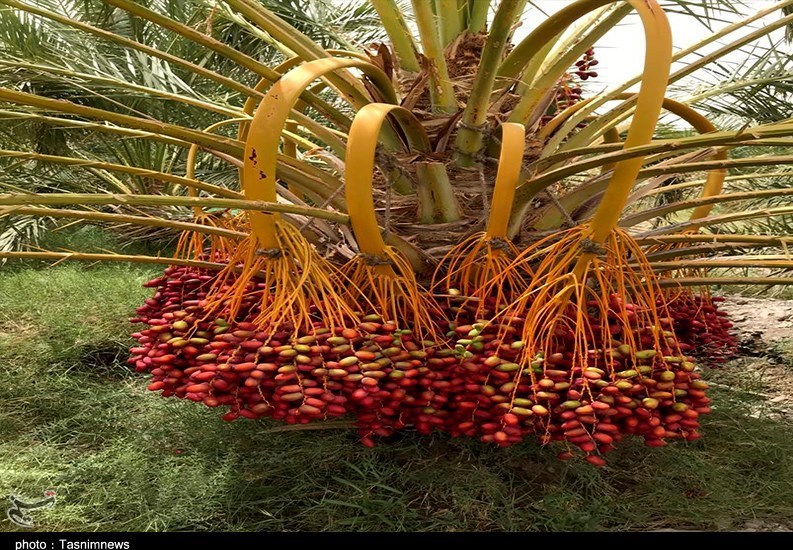 واردات خرمای صهیونیستی , استان سیستان و بلوچستان , 
