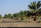 برداشت خرما هلیله از نخلستان‌های نصرت‌آباد به روایت تصویر