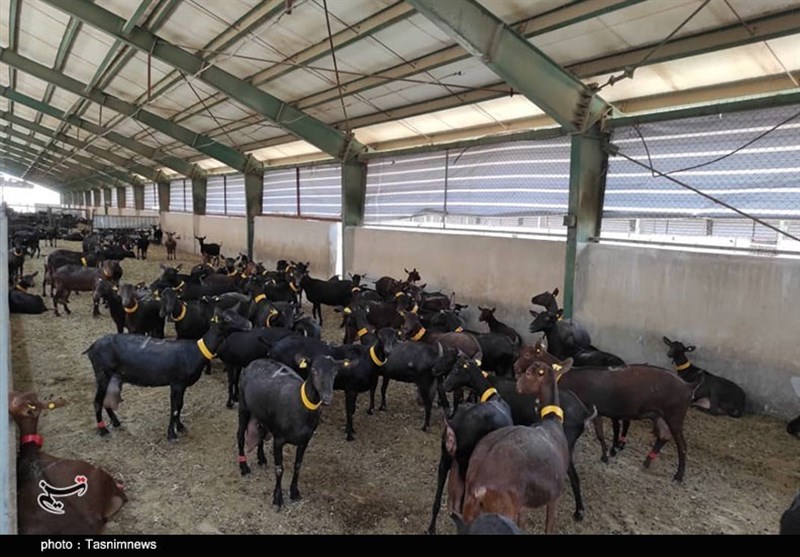 استان کرمان , هفته دولت ,