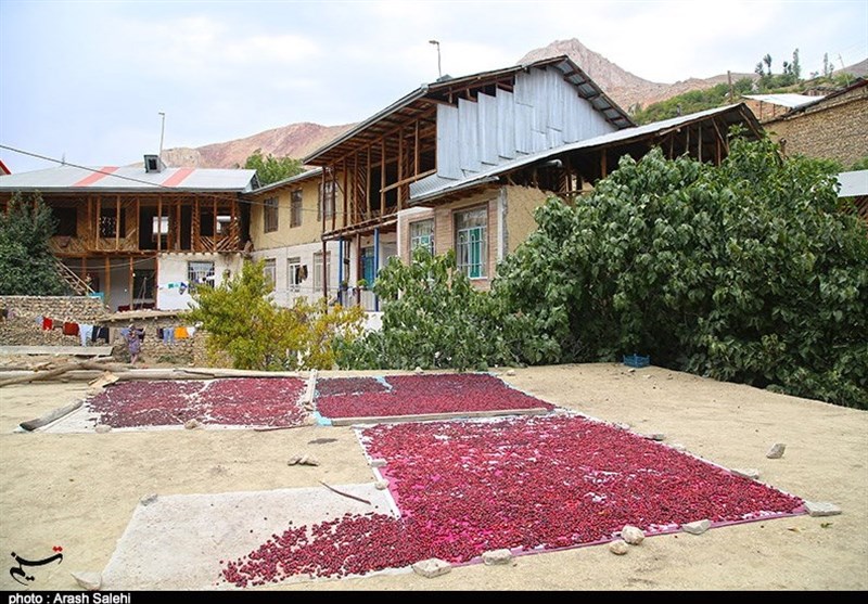 کشاورزی , استانداری قزوین , 