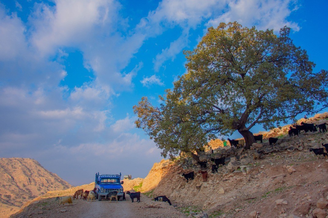 مستند , شبکه مستند , تلویزیون , طبیعت , سینمای ایران ,
