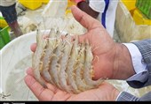 ایده های کسب و کار در مکران بدون دغدغه مالی مورد حمایت قرار می‌گیرند