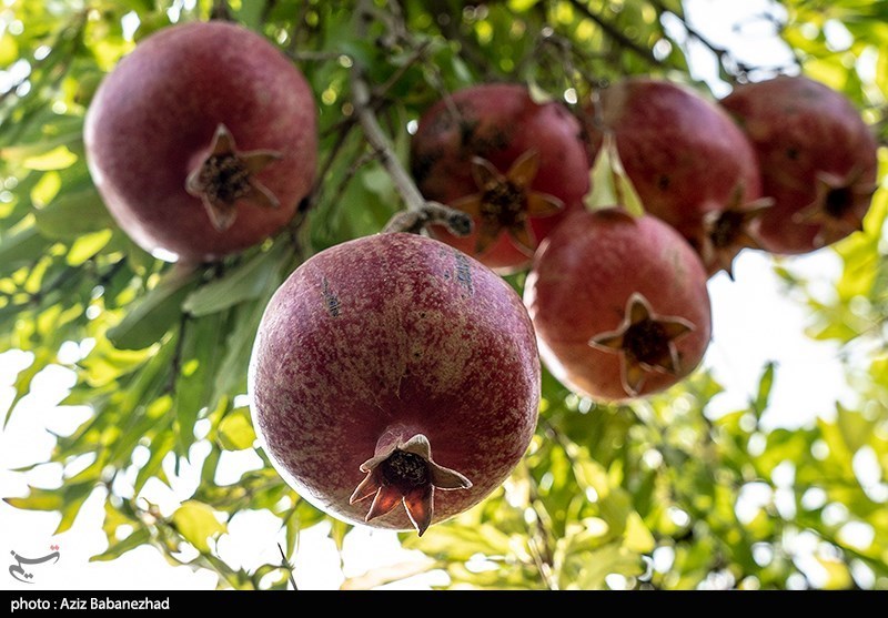 استان لرستان , اخبار استان لرستان , اخبار کوهدشت , 