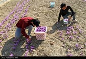 راه‌اندازی سررسید جدید آتی زعفران در بورس کالا