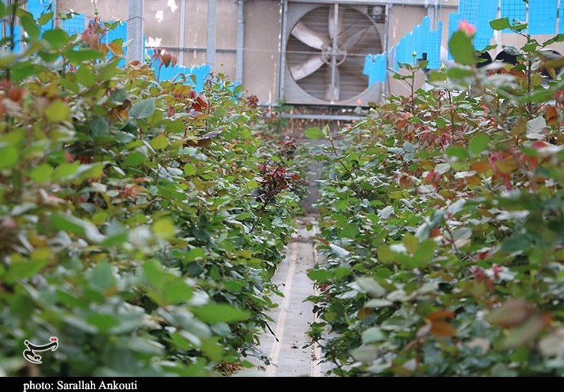 استان کرمان , 