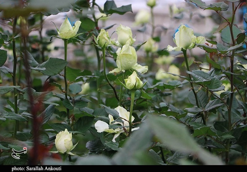 استان کرمان , 