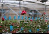 سرمایه‌گذاری 1500 میلیارد تومانی برای احداث شهرک گلخانه‌ای در اسدآباد