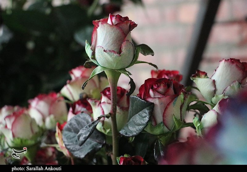 استان کرمان , 