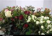 رکوردشکنی تولید گل رز در گلخانه 5 هزار مترمربعی نیر یزد