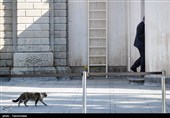 در حاشیه جلسه هیئت دولت
