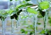 هشدار یخبندان در خراسان جنوبی؛ زرشک‌کاران و زعفران‌کاران آماده باشند