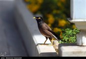 در حاشیه جلسه هیئت دولت