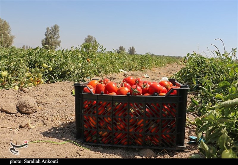 استان کرمان , کشاورزی , 