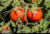 ببینید|شوک قیمت میوه در نیویورک؛ 3 گوجه‌فرنگی 12 دلار!