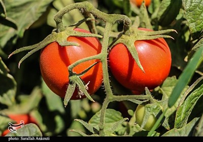 ببینید|شوک قیمت میوه در نیویورک؛ 3 گوجه‌فرنگی 12 دلار!