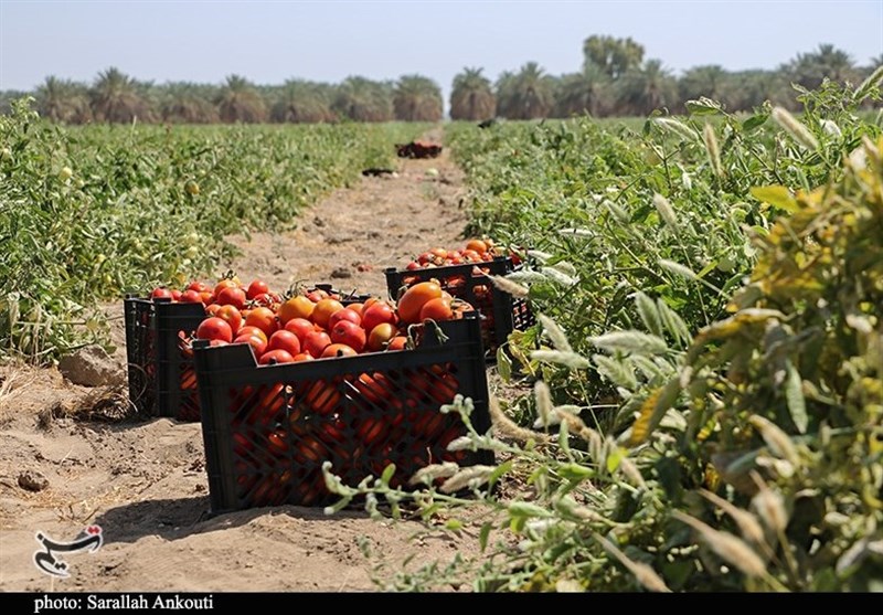 استان کرمان , کشاورزی , 