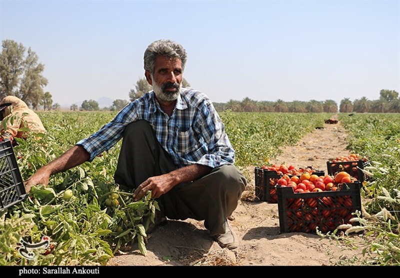 استان کرمان , کشاورزی , 