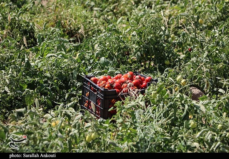 استان کرمان , کشاورزی , 