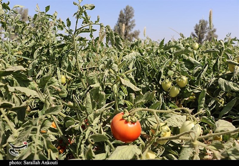 استان کرمان , کشاورزی , 