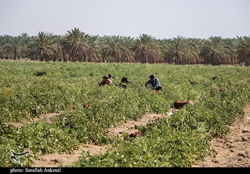 استان کرمان , کشاورزی , 