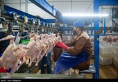 ورود نژادهای بومی مرغ به چرخه اقتصادی کشور