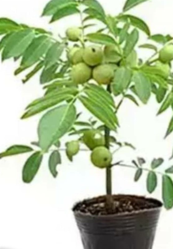 وزارت جهاد کشاورزی , کشاورزی , جهاد سازندگی ,