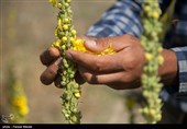 شهرک گیاهان دارویی در استان قزوین احداث می‌شود