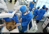 اولین عمل جراحی رباتیک از راه دور ایران و تست حیوانی ربات بومی سازی شده جراحی از راه دور سینا ساخت متخصصان ایران 